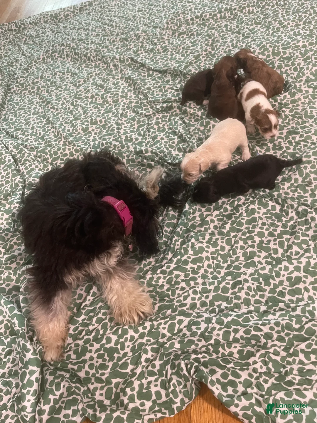 Shih Tzu dogs for sale: Shih Tzu Puppy 2 - Ad 2