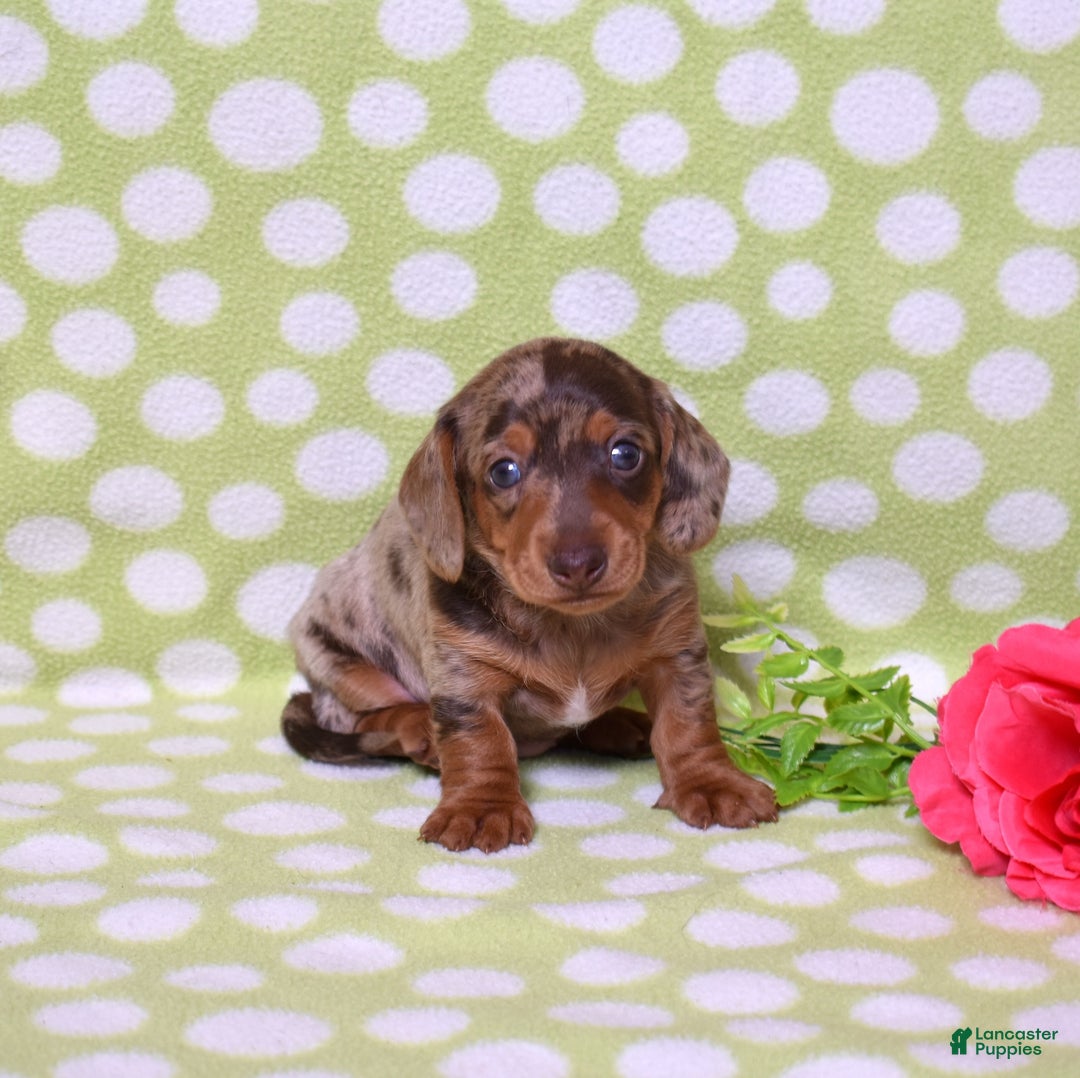 Miniature Dachshund dogs for sale: Wilma  - Ad 7