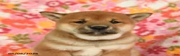 Shiba Inu dogs for sale: Summer - Ad 3