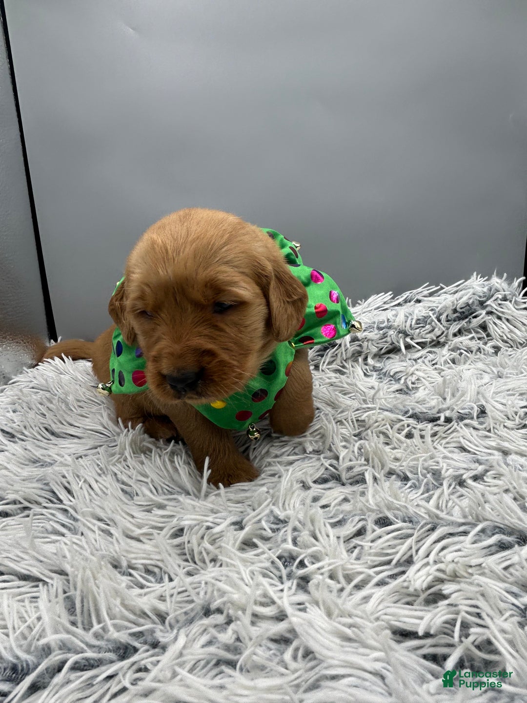 Golden Retriever dogs for sale: Golden Retriever Puppy - Stella - Ad 12