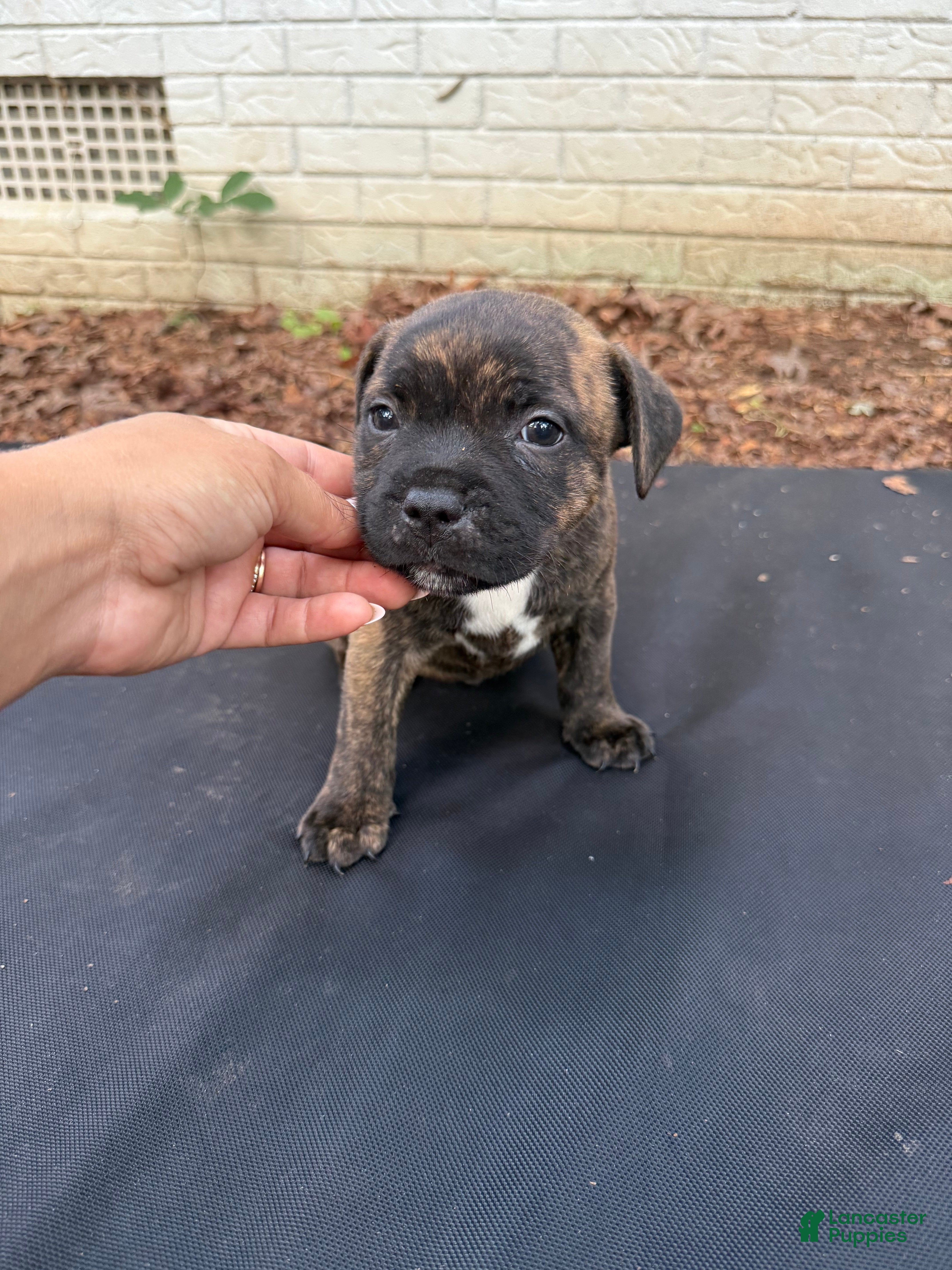 Staffordshire Bull Terrier dogs Staffordshire Bull Terrier 3 - Ad 1