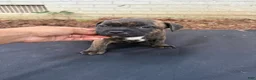 Staffordshire Bull Terrier dogs for sale: Staffordshire Bull Terrier 3 - Ad 1