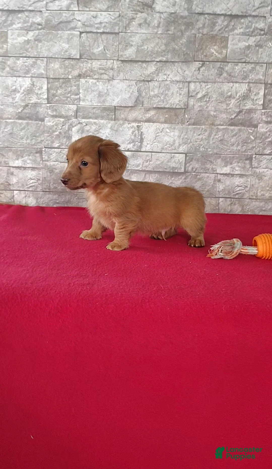 Miniature Dachshund dogs for sale: Logan - Ad 2