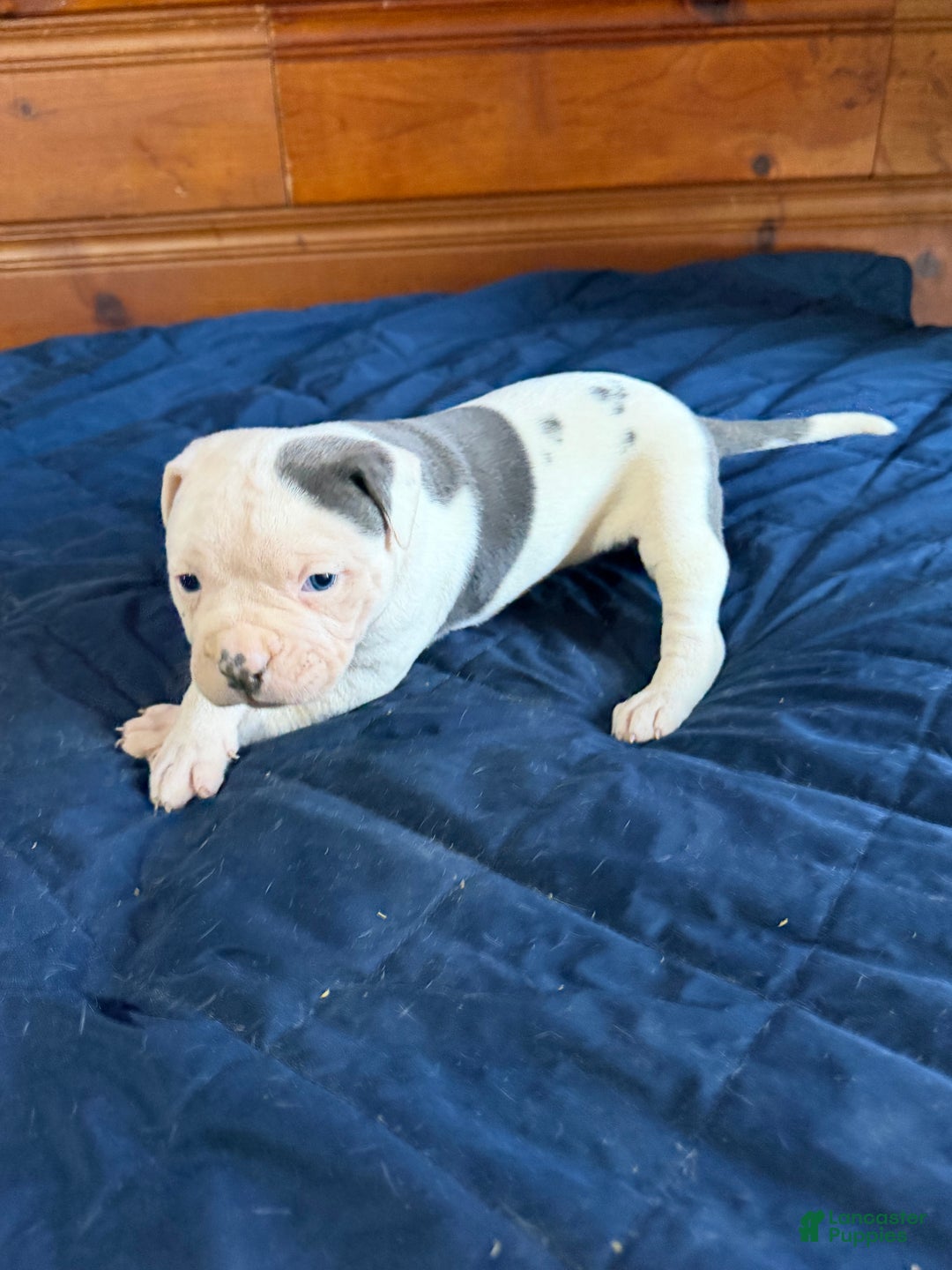 American Bulldog dogs for sale: Purty - Ad 1