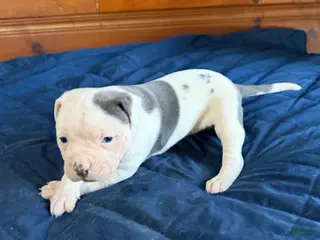 American Bulldog dogs Purty - Ad 7