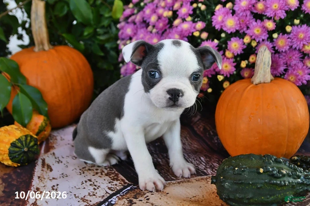 Boston Terrier dogs for sale: Preston Male Boston Terrier - Ad 2