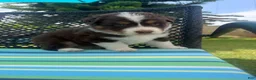 Australian Shepherd dogs for sale: Australian Shepherd Puppy 4 - Ad 1