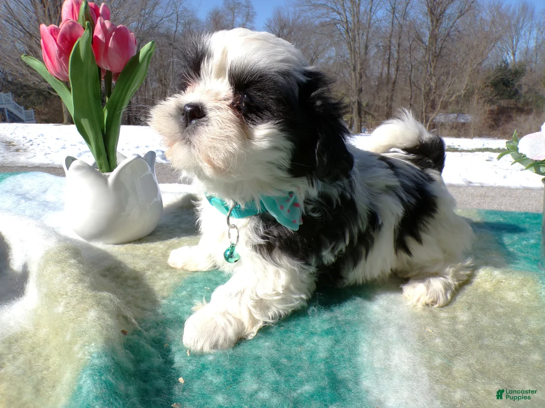 Shih Tzu dogs for sale: Shih Tzu Puppy 1 Sheila - Ad 1