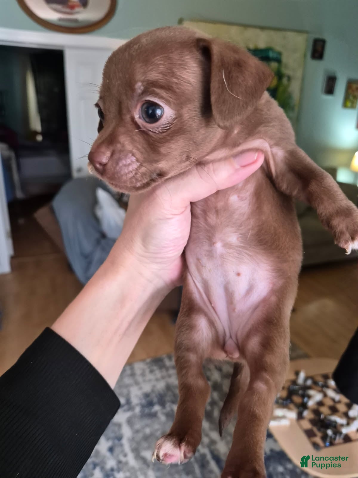 Chihuahua dogs Chihuahua Puppy 1 - Ad 2