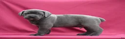 Cane Corso dogs for sale: Tank - Ad 3