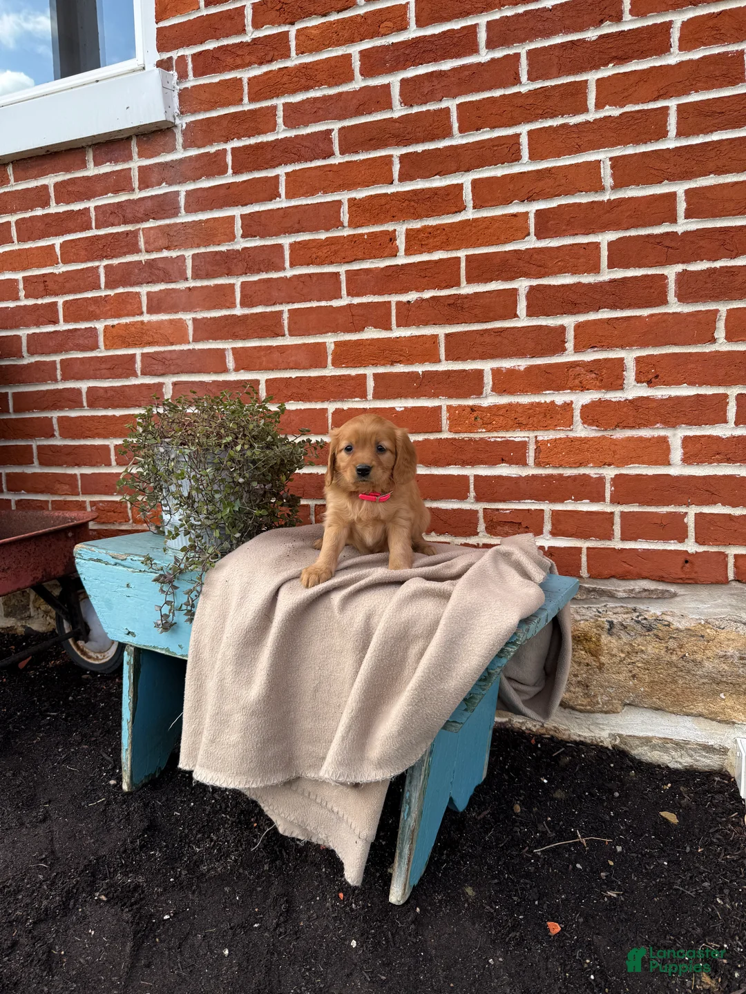 Miniature Golden Retriever dogs for sale: Miniature Golden Retriever Puppy 1 - Ad 4