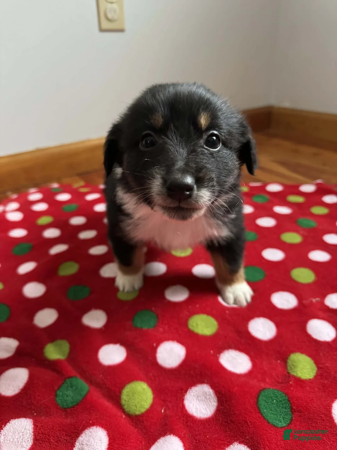 Australian Shepherd dogs for sale: Solstice - Ad 10
