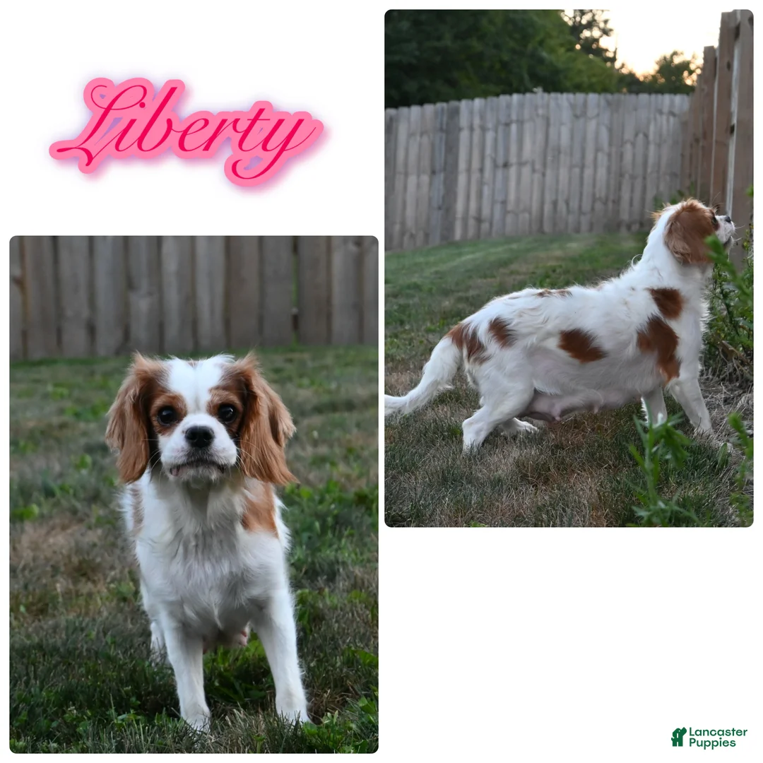 Cavalier King Charles Spaniel dogs for sale: Gizmo  - Ad 5