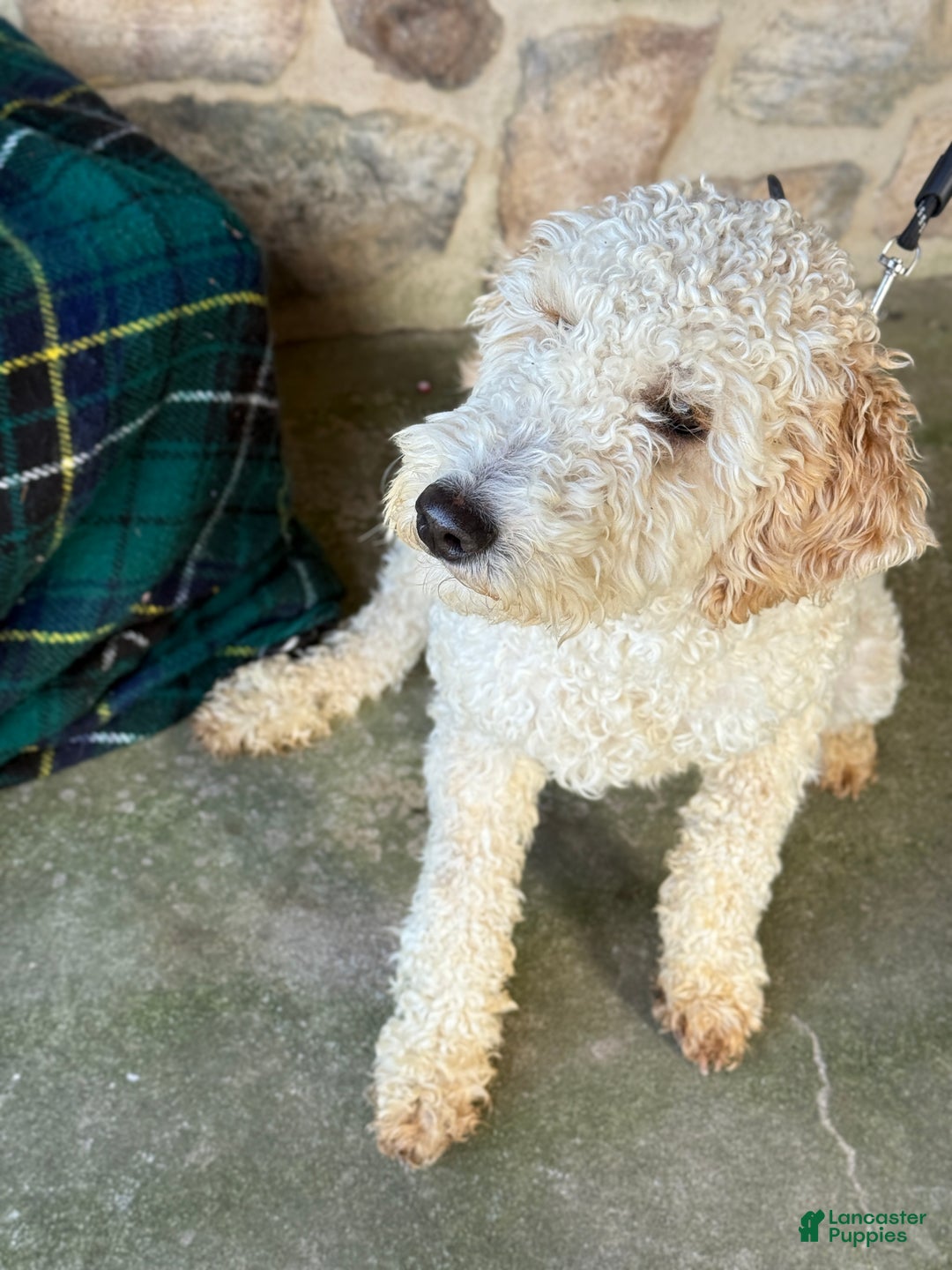 Mini Goldendoodle dogs for sale: Caidence - Ad 6