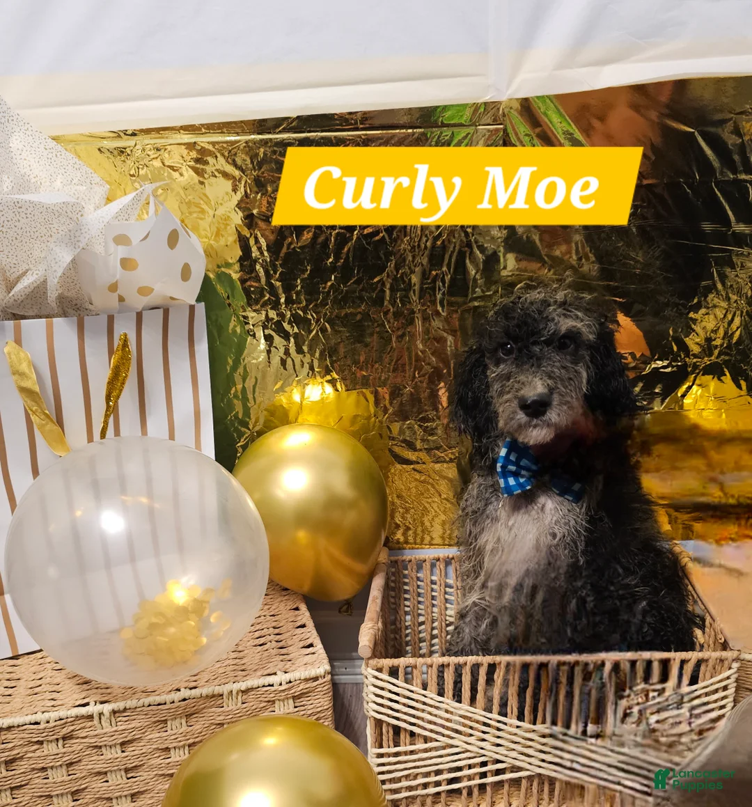 Mixed Breed dogs for sale: Curly Moe - Ad 1