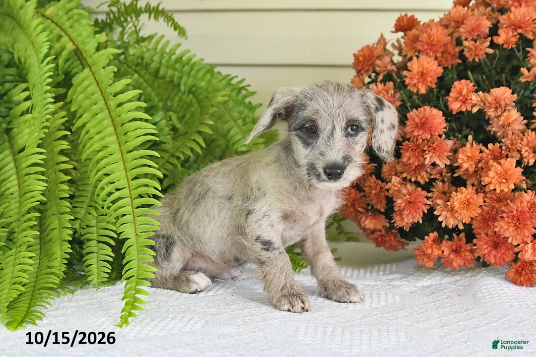 Mixed Breed dogs for sale: Trixie - Ad 2