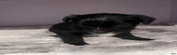 Yorkiepoo dogs for sale: Yorkiepoo 1 - Ad 6