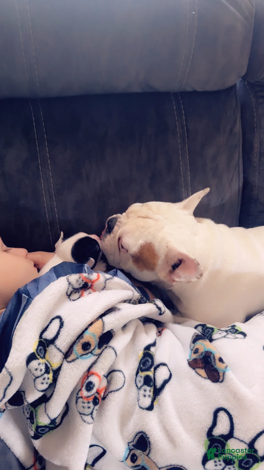 French Bulldog dogs for sale: French Bulldog Puppy 4 - Ad 8