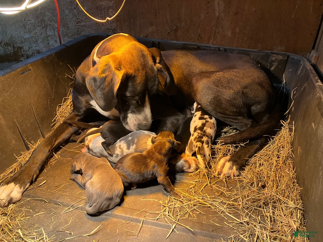 Great Dane dogs for sale: Little Jack - Ad 3
