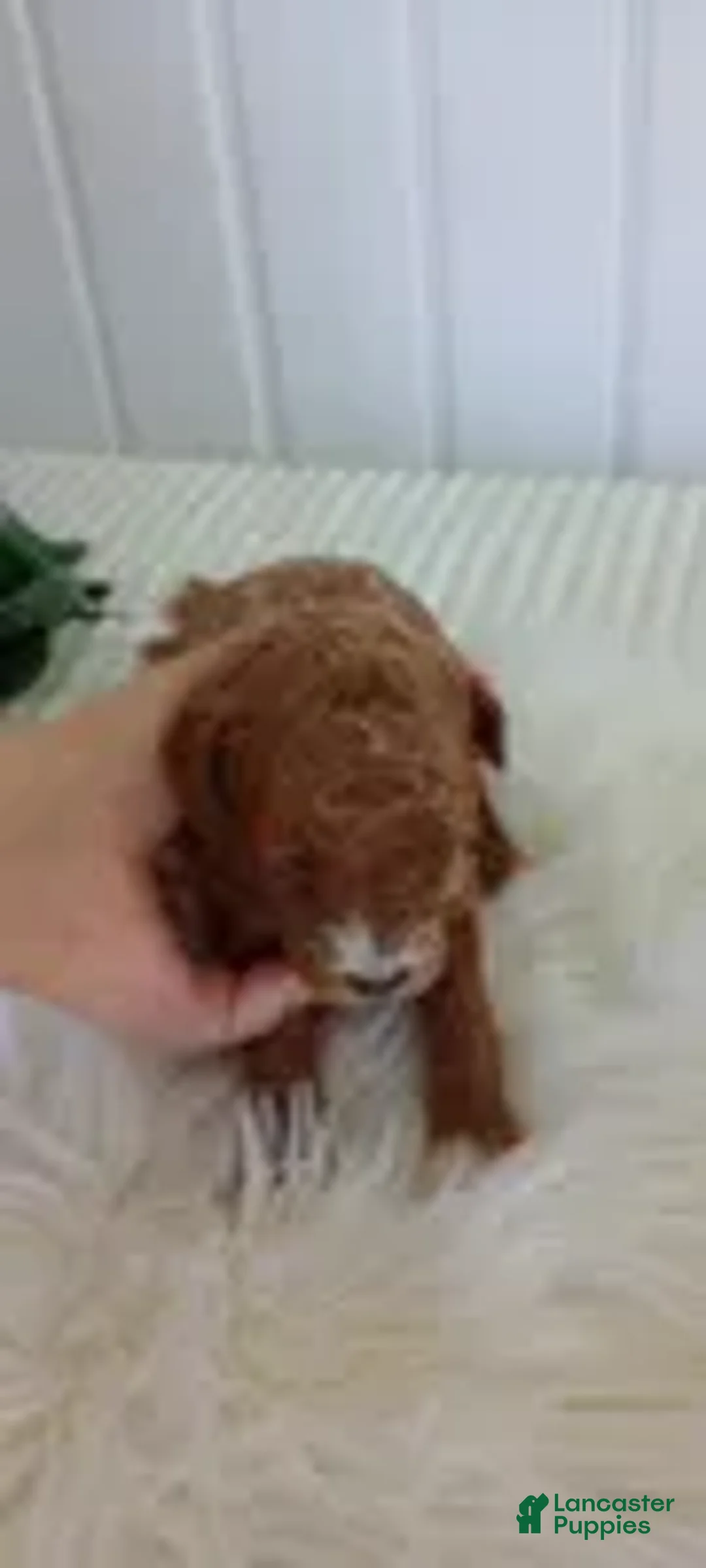 Mini Goldendoodle dogs for sale: Mr. Cloudy - Ad 2