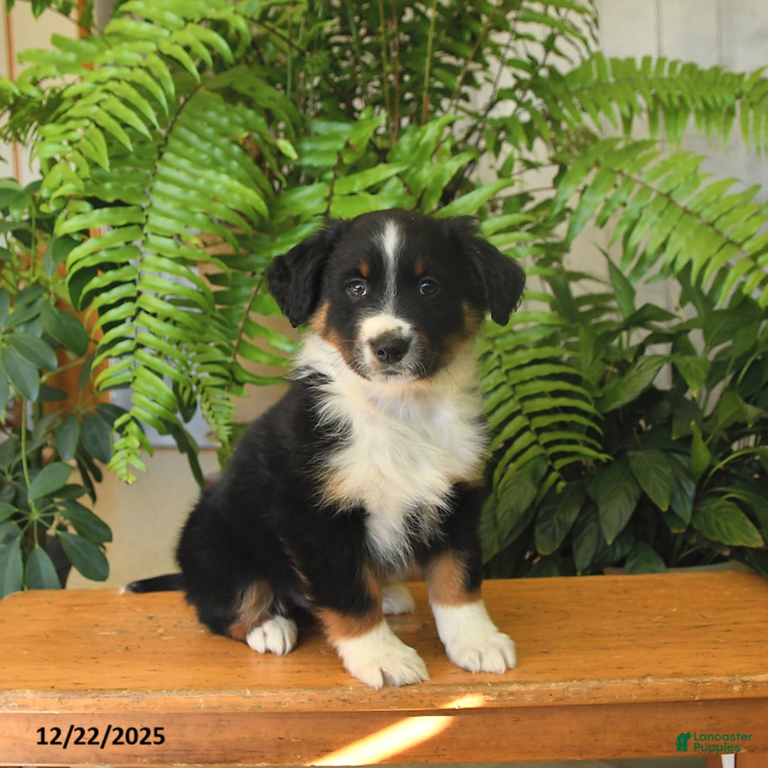 Australian Shepherd dogs for sale: Alex - Ad 2