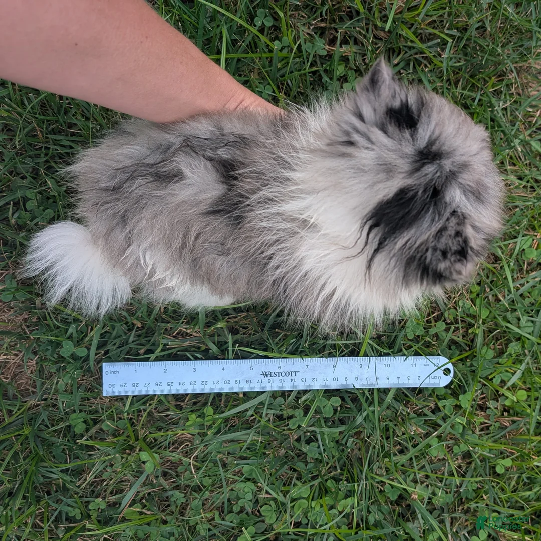 Pomeranian dogs for sale: Dazzle - Ad 11
