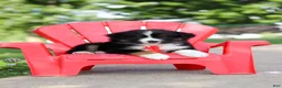 Miniature Australian Shepherd dogs for sale: Roamer - Ad 9