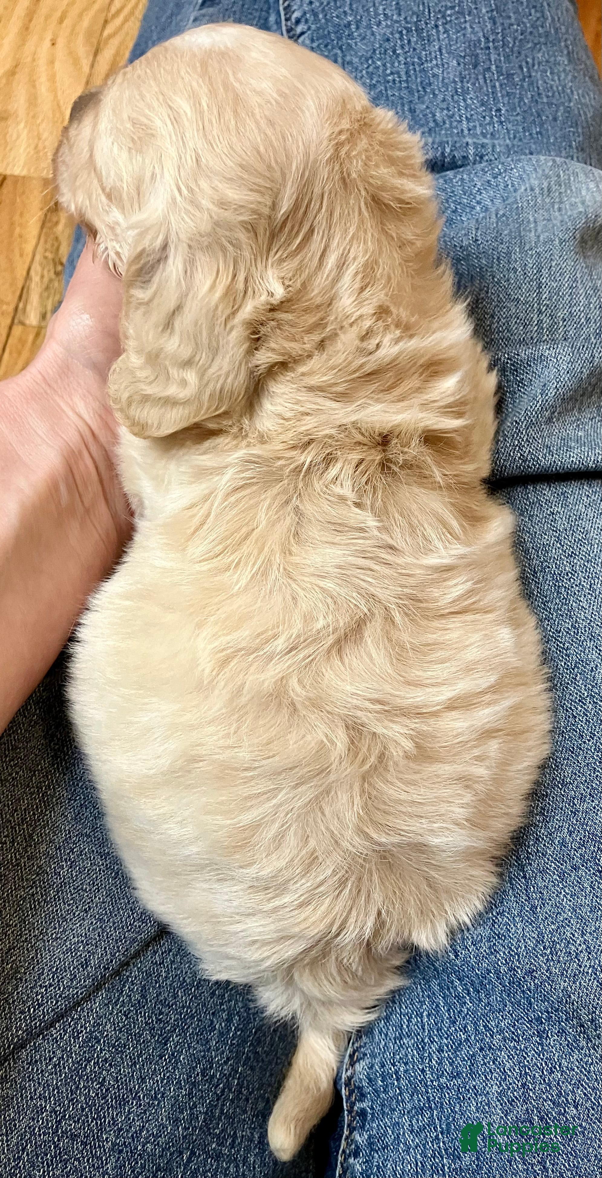 Miniature Dachshund dogs BABY KIWI OF SAINT CLOVERVILLE - Ad 1