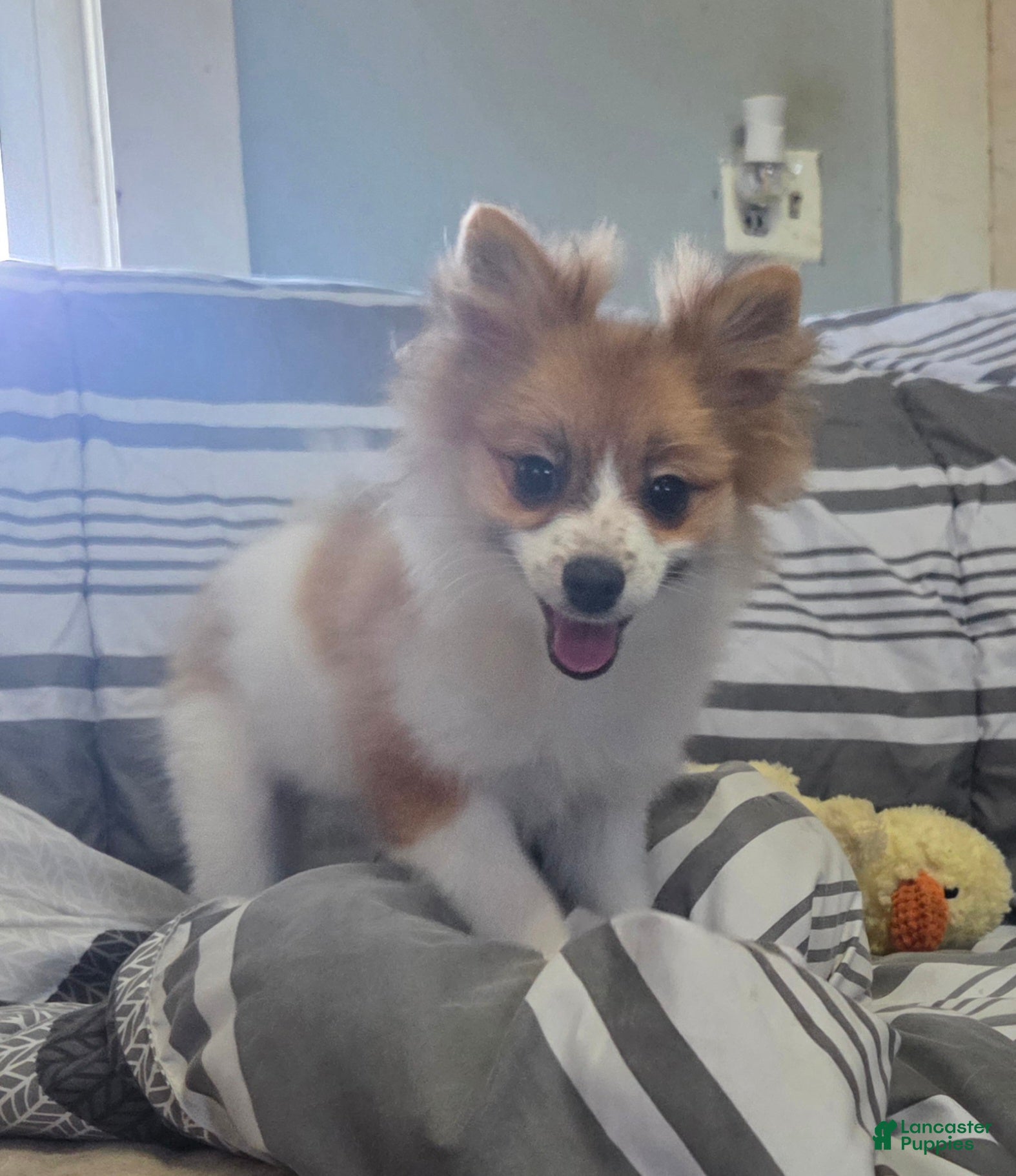 Pomeranian dogs Nicki - Ad 40