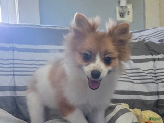 Pomeranian dogs Nicki - Ad 14