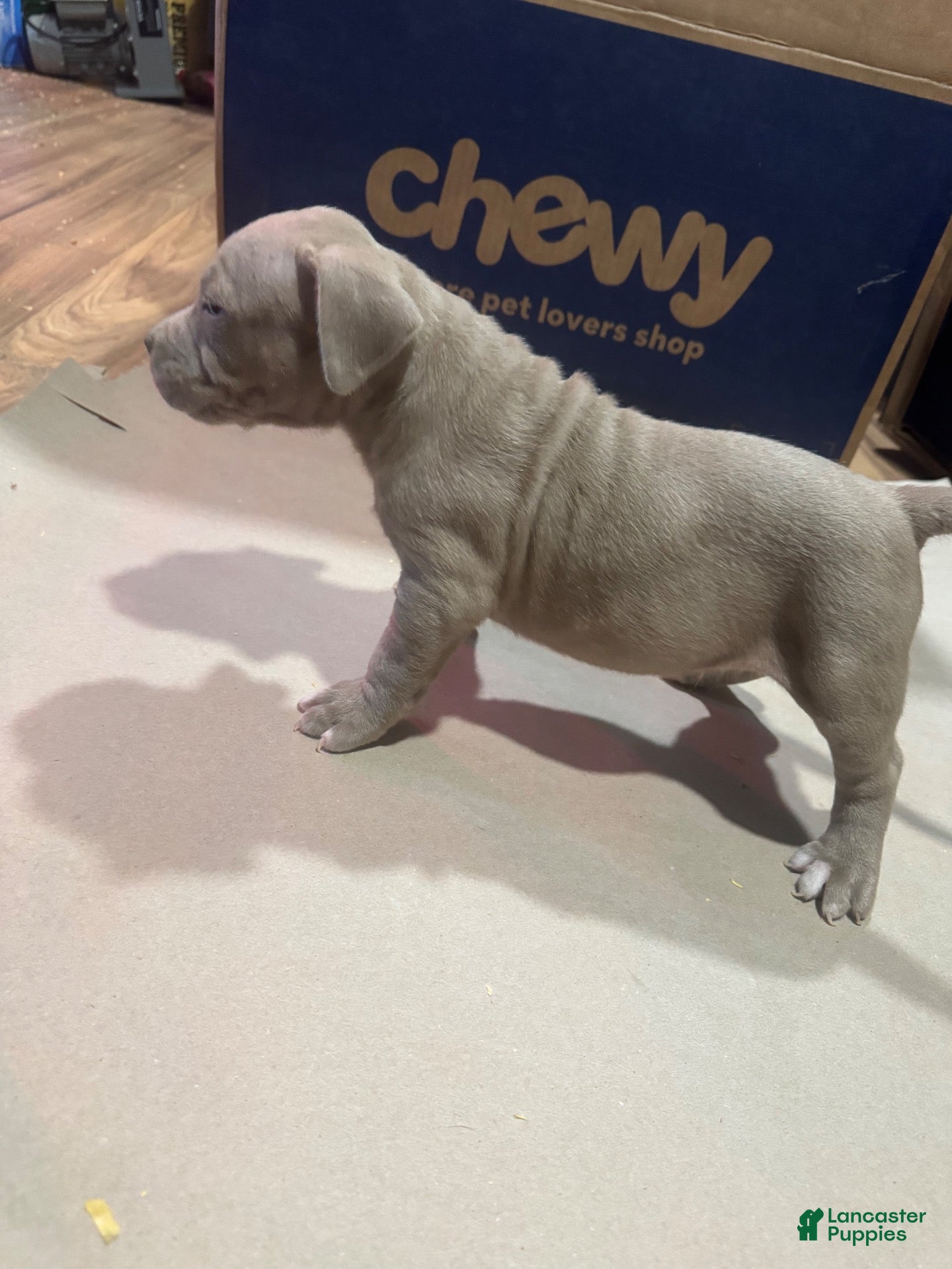 American Bully dogs American Bully 4 - Ad 2