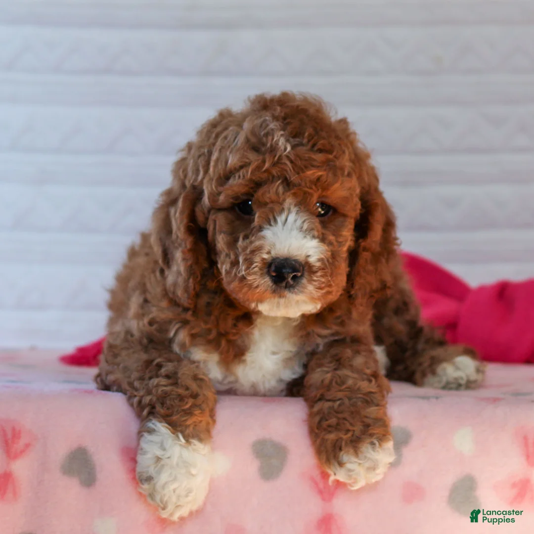 Mini Goldendoodle dogs for sale: Jack  - Ad 4