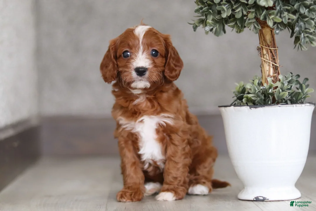 Cavapoo dogs for sale: Roxy  - Ad 4