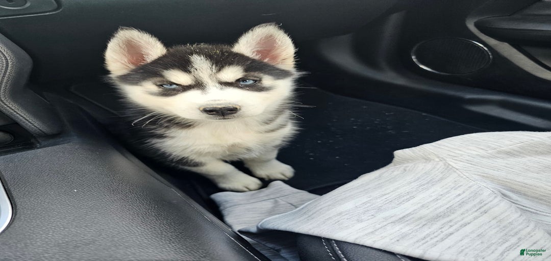 Gallery Image {{count}}