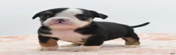Mixed Breed dogs for sale: Princess  - Ad 23