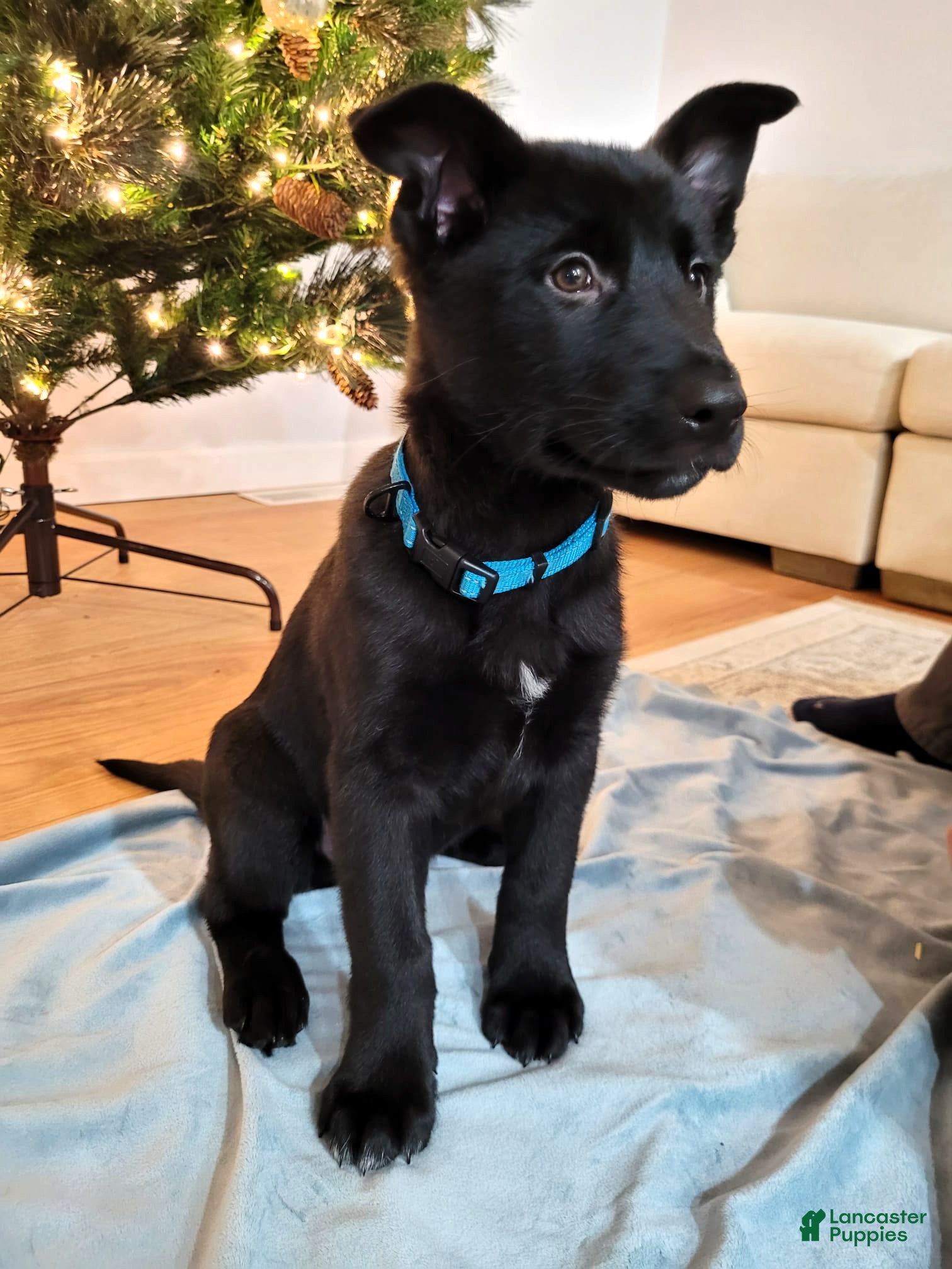 Mixed Breed dogs Blue - Ad 18