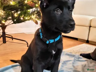 Mixed Breed dogs Blue - Ad 18