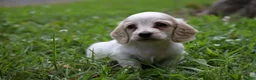 Miniature Dachshund dogs for sale: Miniature Dachshund 2 - Ad 3
