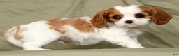 Cavalier King Charles Spaniel dogs for sale: Milo - Ad 3