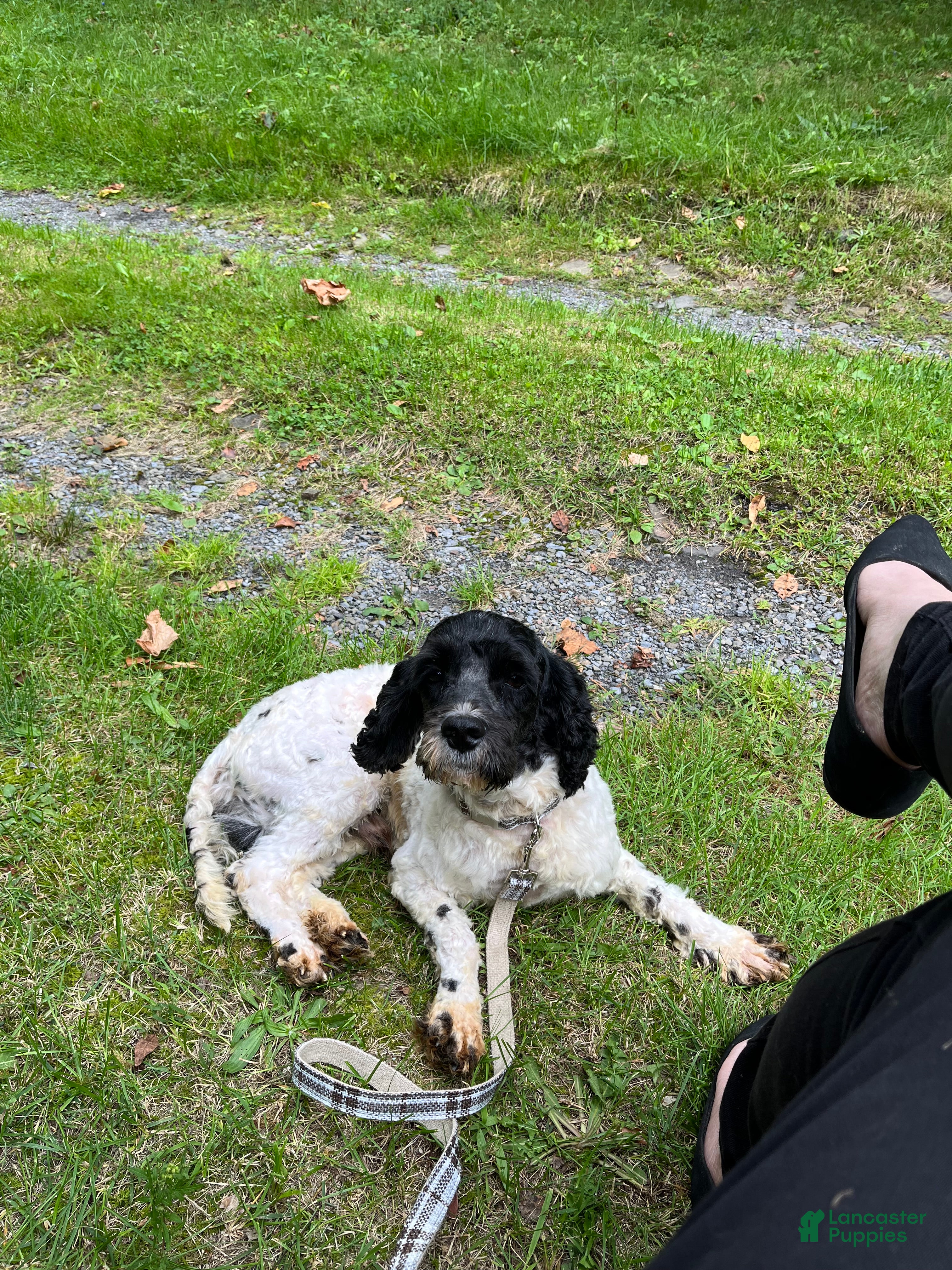 Cockapoo dogs Cockapoo 1 - Ad 12