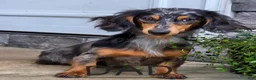 Miniature Dachshund dogs for sale: Rosa - Ad 6