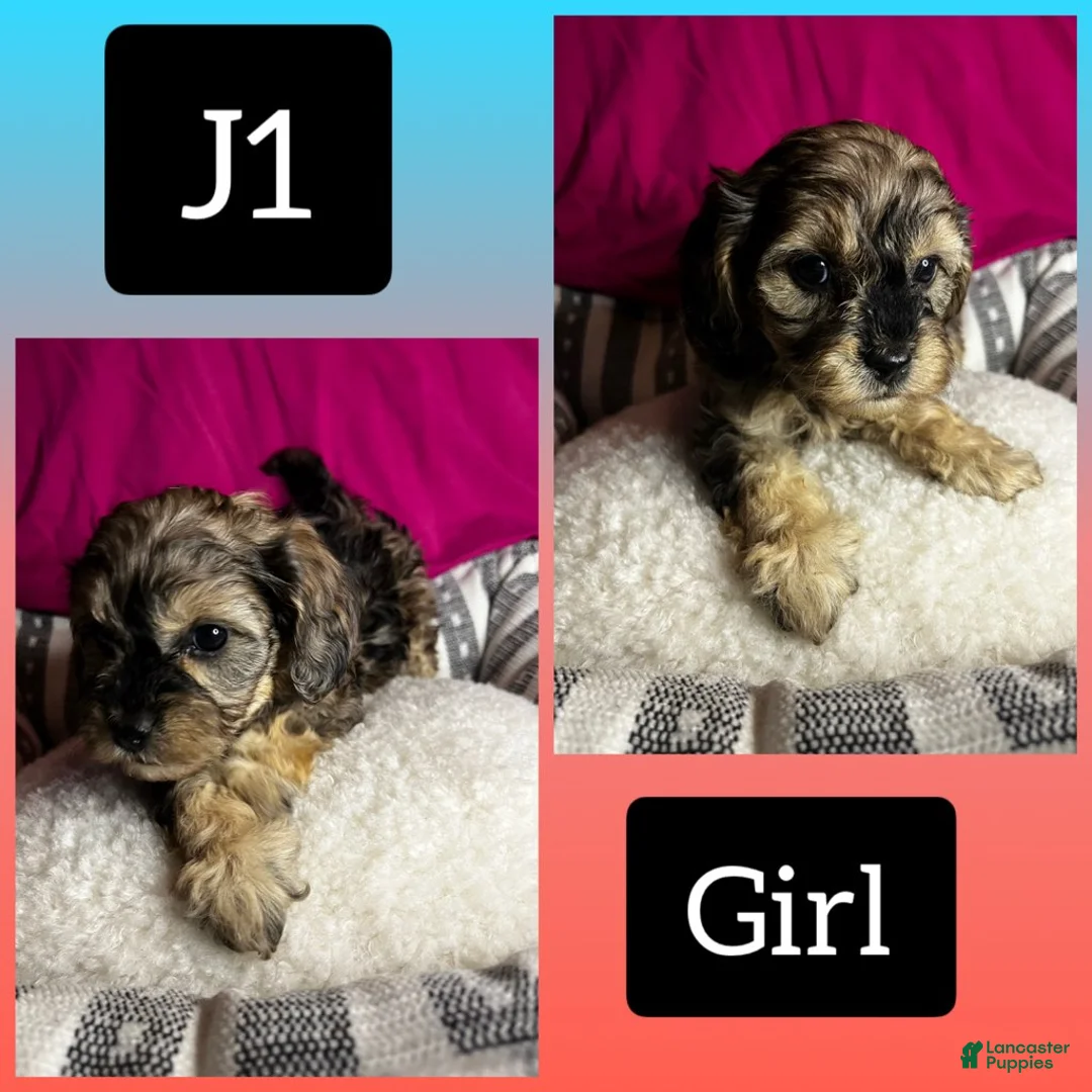 Cavapoo dogs for sale: Cavapoo 1 - Ad 1