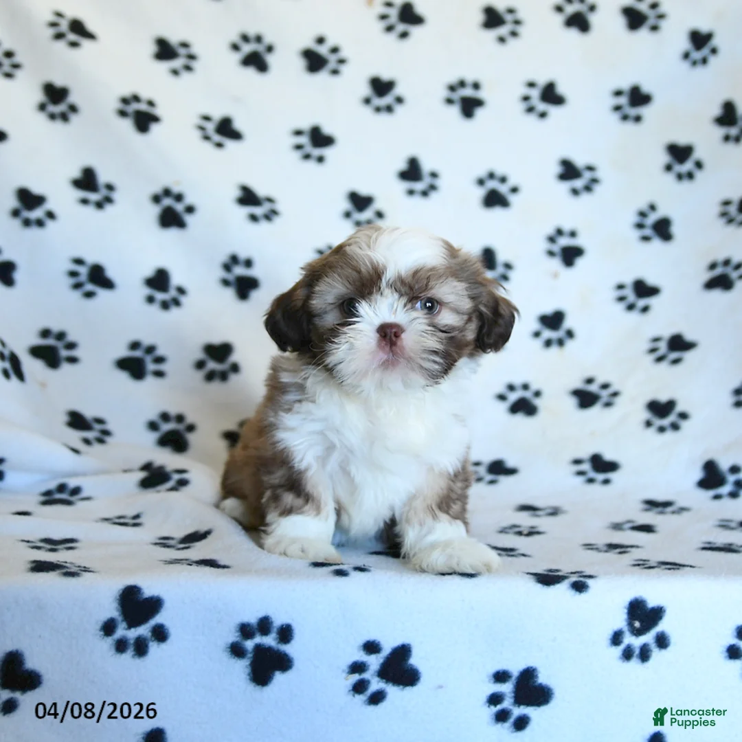 Shih Tzu dogs for sale: Forest - Ad 5