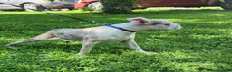 Boston Terrier dogs for sale: Zephyr  - Ad 7