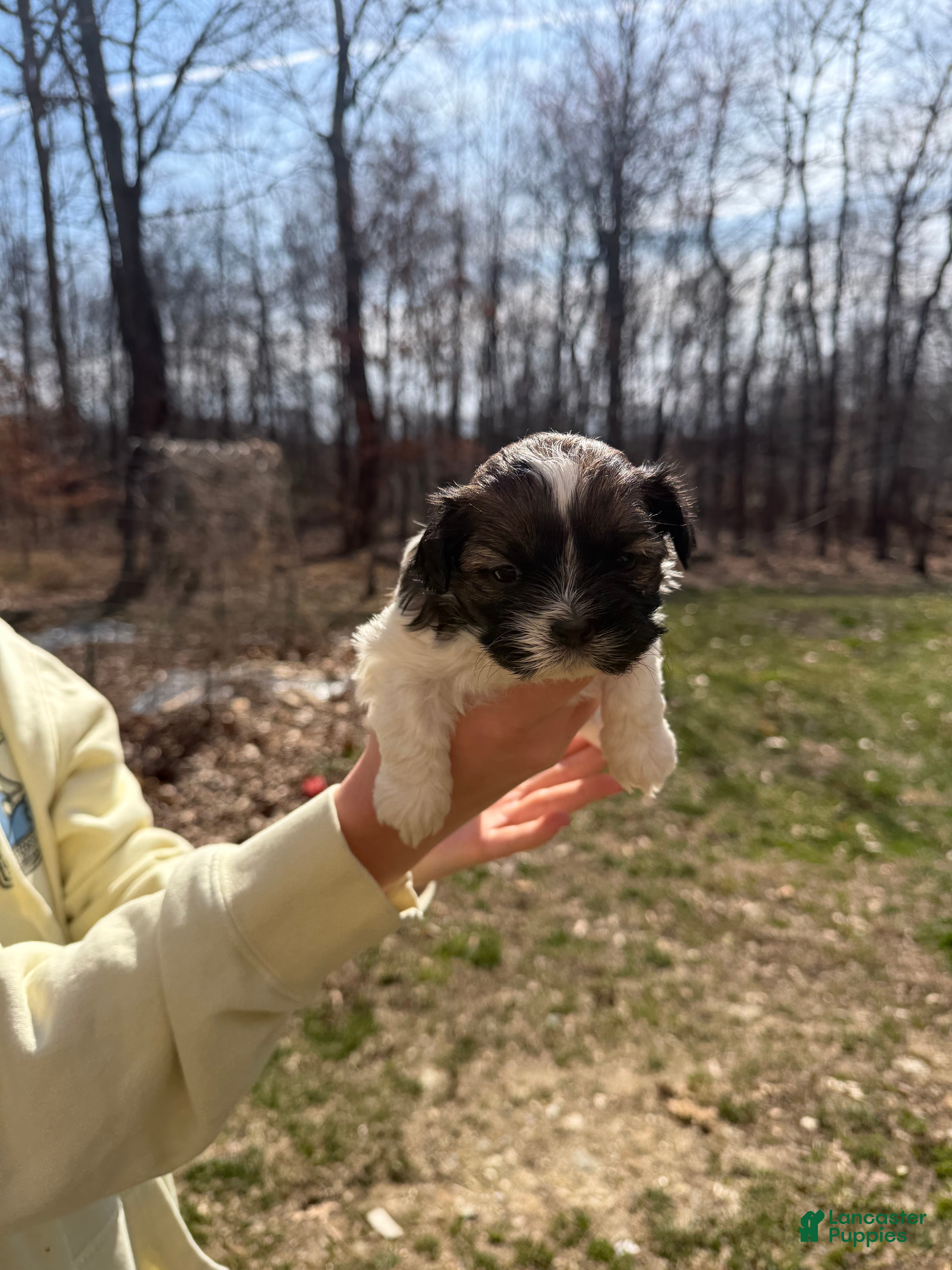 Shih Tzu dogs Shih Tzu puppy 2 - Ad 1