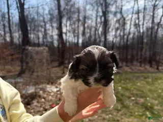 Shih Tzu dogs for sale: Shih Tzu puppy 2 - Ad 4