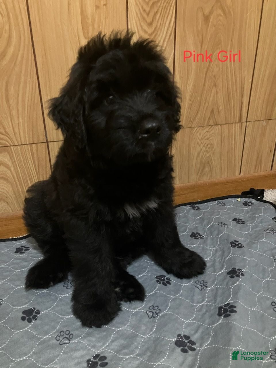 Bouvier Des Flandres dogs Bouvier Des Flandres 5 - Ad 1