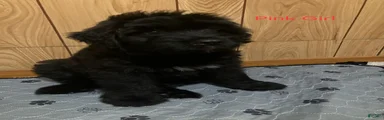 Bouvier Des Flandres 5