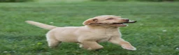 Labrador Retriever dogs for sale: Aspen - Ad 5