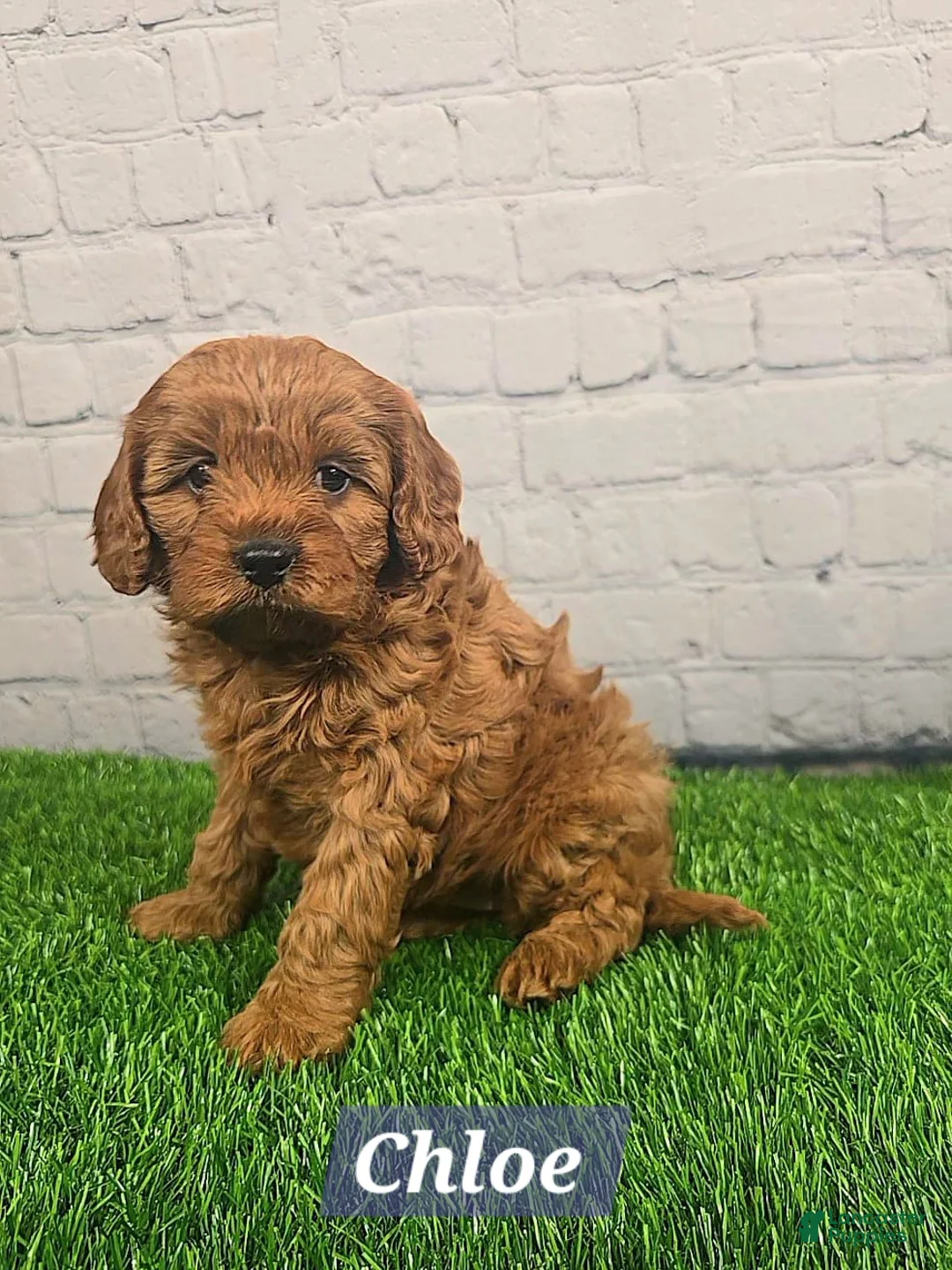 Cavapoo dogs for sale: Chloe  - Ad 2